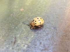 Epilachna varivestis