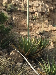 Agave lechuguilla