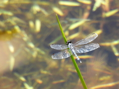 Erythrodiplax andagoya