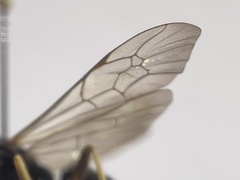 Ctenichneumon divisorius