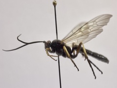 Ctenichneumon divisorius