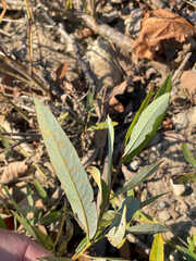 Salix caroliniana