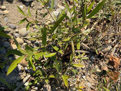 Salix caroliniana