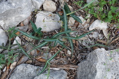 Passiflora tenuiloba