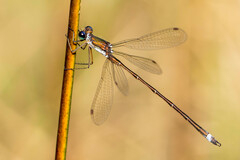 Lestes virens