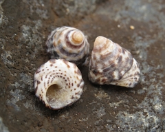 Bembicium auratum