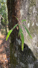 Quercus phellos