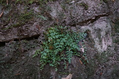 Asplenium montanum