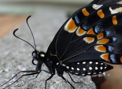 Papilio polyxenes