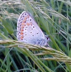 Aricia agestis
