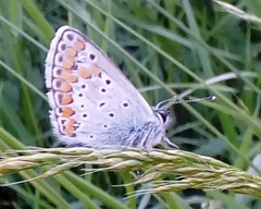 Aricia agestis