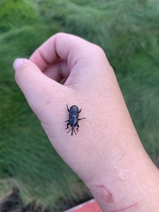 Scyphophorus acupunctatus