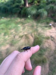 Scyphophorus acupunctatus