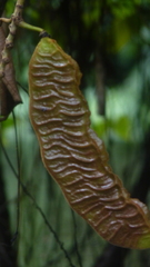 Mucuna