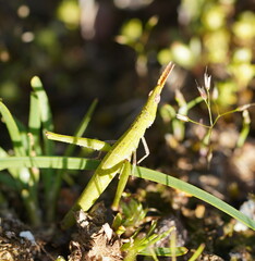 Vandiemenella viatica