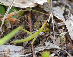 Vandiemenella viatica