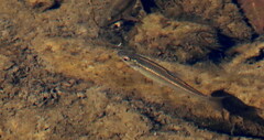 Notropis