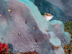 Porifera