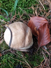 Boletus
