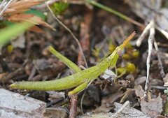 Vandiemenella viatica