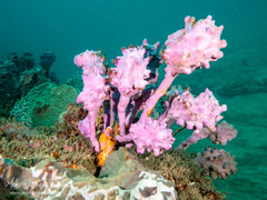 Pyura spinifera