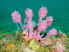 Pyura spinifera