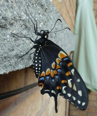 Papilio polyxenes