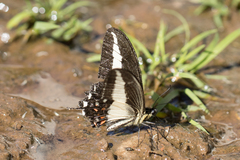 Heraclides hectorides