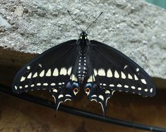 Papilio polyxenes