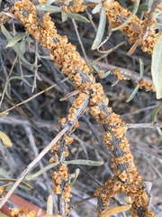 Ceroplastes irregularis
