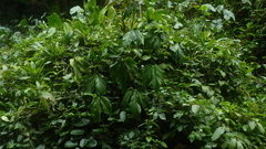 Philodendron tripartitum