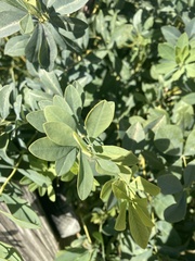 Baptisia australis