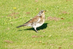 Turdus pilaris