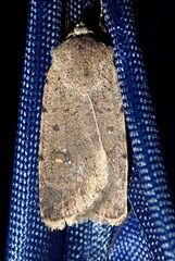 Caradrina flavirena