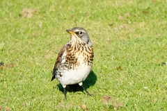 Turdus pilaris