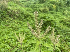 Ocimum tenuiflorum