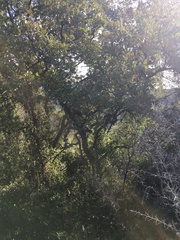 Quercus ithaburensis