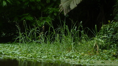 Echinochloa polystachya