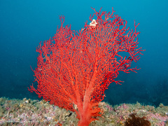 Melithaea zimmeri