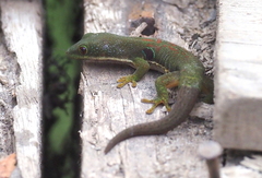 Phelsuma quadriocellata