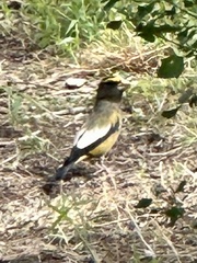 Coccothraustes vespertinus