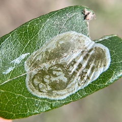 Parectopa bumeliella