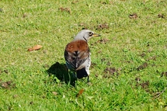 Turdus pilaris
