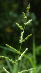 Echinochloa polystachya