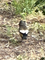 Coccothraustes vespertinus