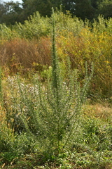 Artemisia biennis