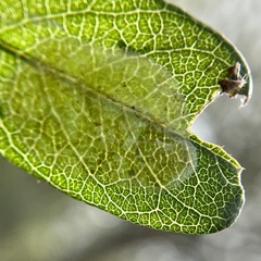 Parectopa bumeliella