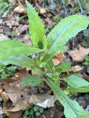 Sonchus asper