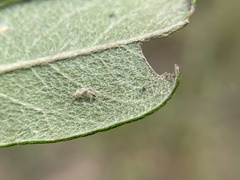 Parectopa bumeliella