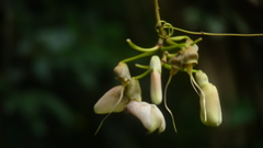 Mucuna